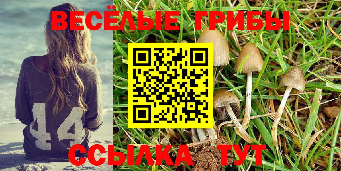 Кириши  Псилоцибиновые грибы Magic Shrooms  купить закладку  Вход с VPN 